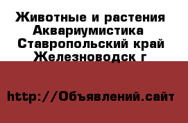 Животные и растения Аквариумистика. Ставропольский край,Железноводск г.